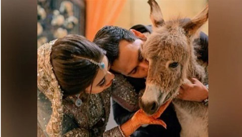 يوتيوبر باكستاني يُهدي عروسه حماراً بحفل الزفاف.. لهذا السبب