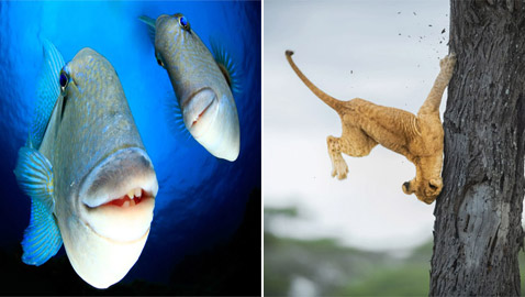 إليكم الصور المميزة الفائزة بجائزة كوميديا الحياة البرية للتصوير