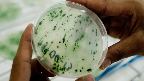 أفضل من اللحوم.. طحالب 