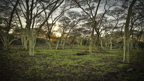 لديك عيون الصقر إذا عثرت على الزرافة في الغابة خلال 7 ثوان فقط