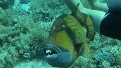 سمكة بأسنان بشرية تُصيب غطّاساً بعضّة في قدمه