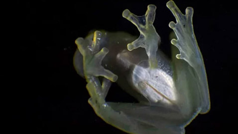 علماء يفكون لغز الضفدع الشفاف الزجاجي فكيف يخفي نفسه؟