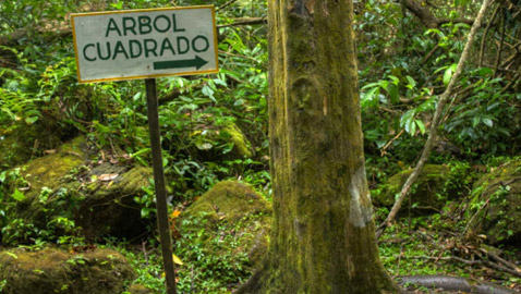 هل سمعت عن وادي الأشجار المربعة من قبل؟ تعرف عليه!