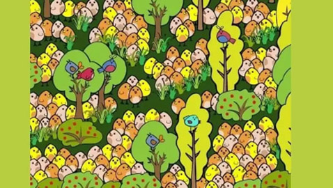 تحدٍّ جديد.. هل يمكنك إيجاد البيضة المخفية بين الصيصان بـ9 ثوان؟