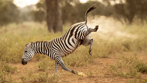 في كينيا.. مصور يُفاجَأ بمشهد طريف لحمار وحشي 