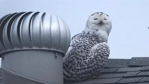 بومة نادرة تصبح 