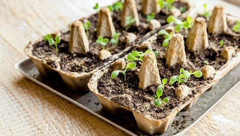 طرق لإعادة استخدام كراتين البيض.. تجعلك تحتفظين بها