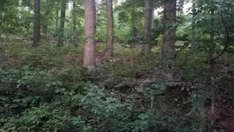 إذا عثرت على الثعلب وسط الغابة بـ9 ثوان.. فلديك عيون النسر بلا شك!