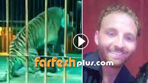 نجا بأعجوبة.. نمور تغدر بمدربها أثناء عرض فى سيرك بإيطاليا.. فيديو وصور