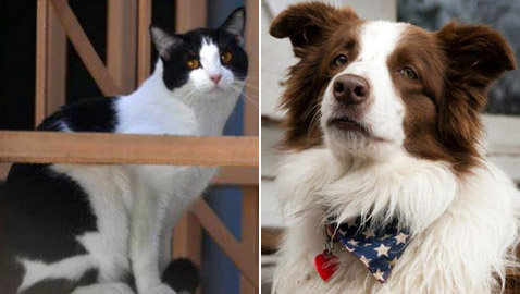 إليكم أشهر الحيوانات التي تم ترشيحها وتوليها لمناصب سياسية مهمة