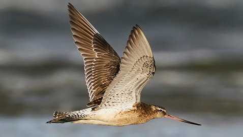 قطع الكرة الأرضية بالطول والعرض.. أطول رحلة لطائر بلا توقف