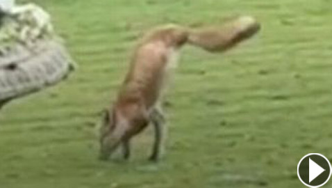 فيديو: عجيبة حيوانية صورها إنجليزي لثعلب ظهر يمشي على ساقيه!
