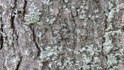 هل يمكنك العثور على حشرة في هذه الصورة؟ أمامك 5 ثوان..