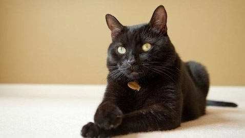 قط ينقذ حياة صاحبته بعد اكتشاف تسرب للغاز في منزلها