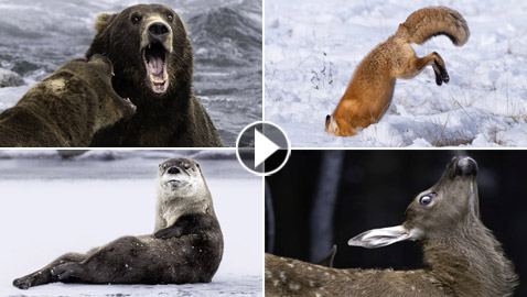 التقطتها باللحظة المناسبة.. أمريكية ترصد صورا طريفة لحيوانات برية