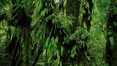 لديك عيون الصقر إذا عثرت على الببغاء بين الأشجار في 5 ثوان