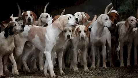 تحد جديد.. هل يمكنك العثور على نمر بين مجموعة الكلاب بـ9 ثوان؟