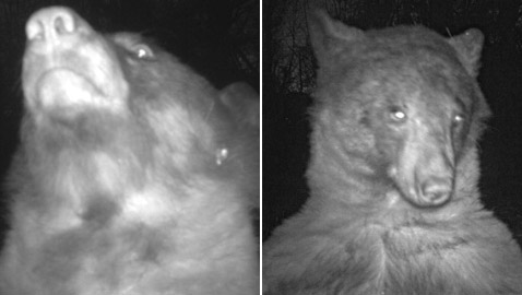 التقط 400 صورة سيلفي في غابة.. 