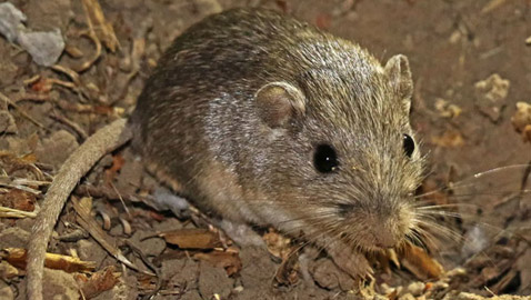 أكبر فأر سنا في العالم يستعد لدخول موسوعة غينيس.. كم يبلغ عمره؟