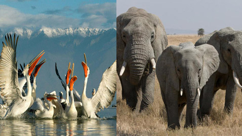 تعتبر الأكبر على الإطلاق.. صور حيوانات عملاقة لاتزال على قيد الحياة