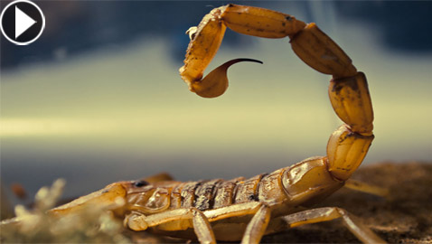 سم العقرب: أغلى سائل في العالم قيمته تصل إلى 39 مليون دولار!