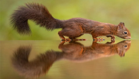 لحظة مذهلة.. مصور يرصد ردة فعل سنجاب برؤيته انعكاسه على سطح المياه