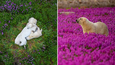 كندي يدهش متابعيه بصور لدببة قطبية محاطة بالزهور بدلا من الثلوج