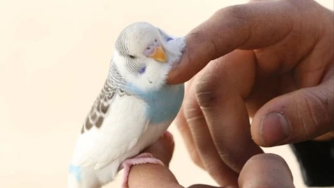 ببغاء ينقذ أسرة تركية من موت محقق قبل الزلزال بدقائق