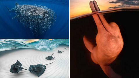 إليكم صور لافتة من مسابقة أفضل مصور تحت الماء لعام 2023