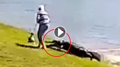 فيديو: لقطات مرعبة لتمساح بطول 10 أقدام يسحب مسنة للبحيرة ويلتهمها!