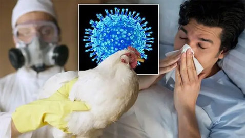 بعد وفاة طفلة.. الصحة العالمية تحذر: إنفلونزا الطيور محدود لكنه مقلق!