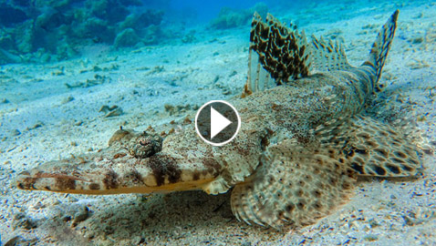 سمكة أم تمساح.. فيديو لـ