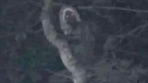 رئيس المكسيك ينشر صورة لجن الغابات متربعاً على غصن شجرة