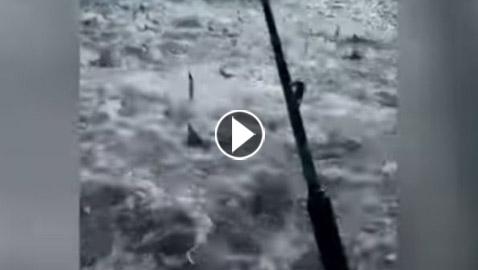 أسماك قرش تحول جلسة صيد إلى 