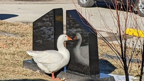 إعلان يطلب العثور على شريك لـ 