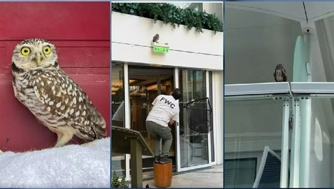 بالخطأ... بومة تحصل على 