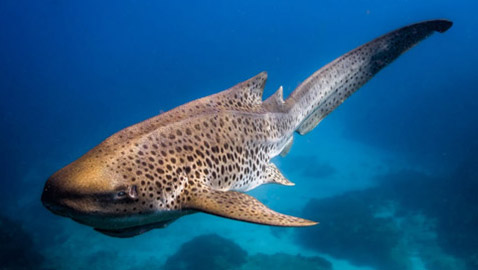 قد تكون أجمل سمكة تراها في حياتك.. هكذا يبدو قرش الحمار الوحشي