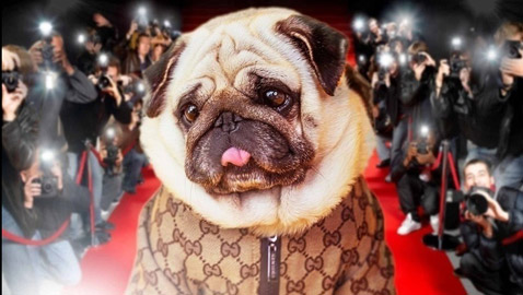 صور : الكلب الإنفلوسر الأكثر شهرة في العالم