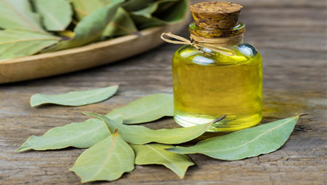 مزاياه متعددة.. 5 فوائد لزيت ورق الغار العطري للعناية بالصحة والجلد