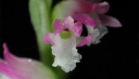 أزهاره أشبه بالزجاج.. اكتشاف نوع جديد من نبات الأوركيد