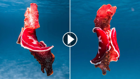 مصور يرصد فيديو مذهل لسمكة 