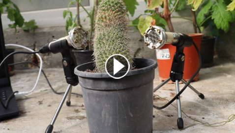 كشف بيئي مذهل.. النباتات 