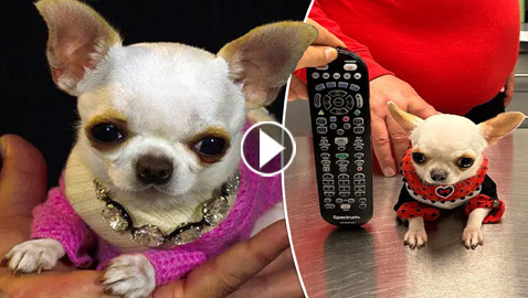 فيديو وصور: أصغر كلب في العالم يمكن حمله بالجيب.. وهذه مواصفاته