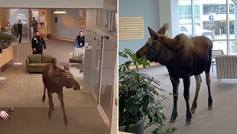 حيوان برى يقتحم مستشفى بأمريكا ويتجول فيها والأمن يلاحقه.. صور