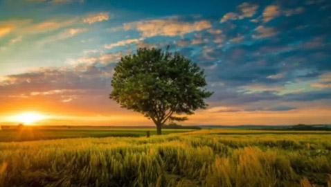 أمامك 15 ثانية فقط لتعثر على الكلب البري في الصورة!