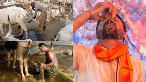 يشربون بول البقر.. فلسفة ولا أغرب يمارسها الآلاف بالهند!