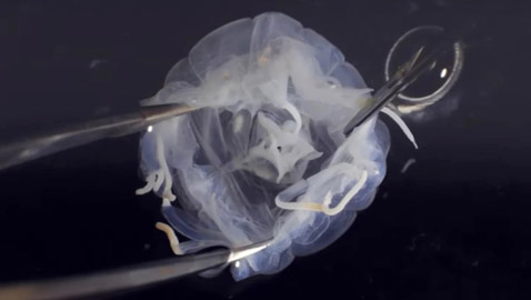 يشبه الصندوق.. اكتشاف قنديل بحري له 24 عينا في هونج كونج