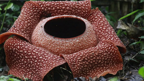 أسوأ 10 روائح أزهار في الطبيعة على الإطلاق!