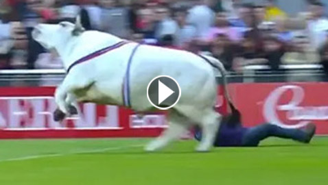 فيديو.. ثور هائج يحول مباراة للركبي إلى ملعب للذعر