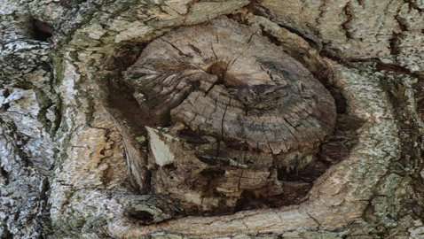 نظرك 20/20.. إذا اكتشفت البومة على جذع شجرة